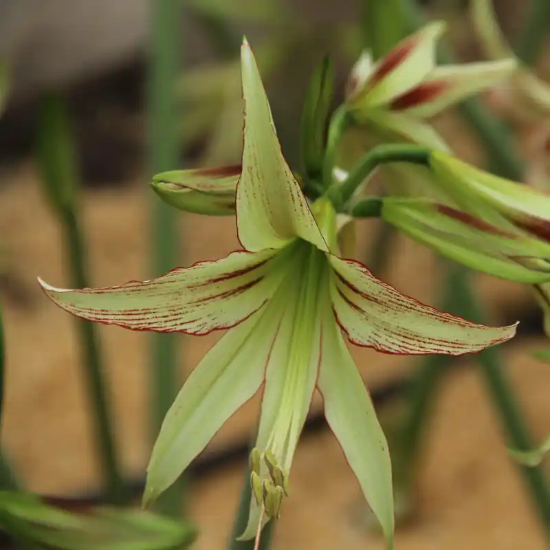 Hippeastrum ‘Emerald‘® - Favoriet van klanten