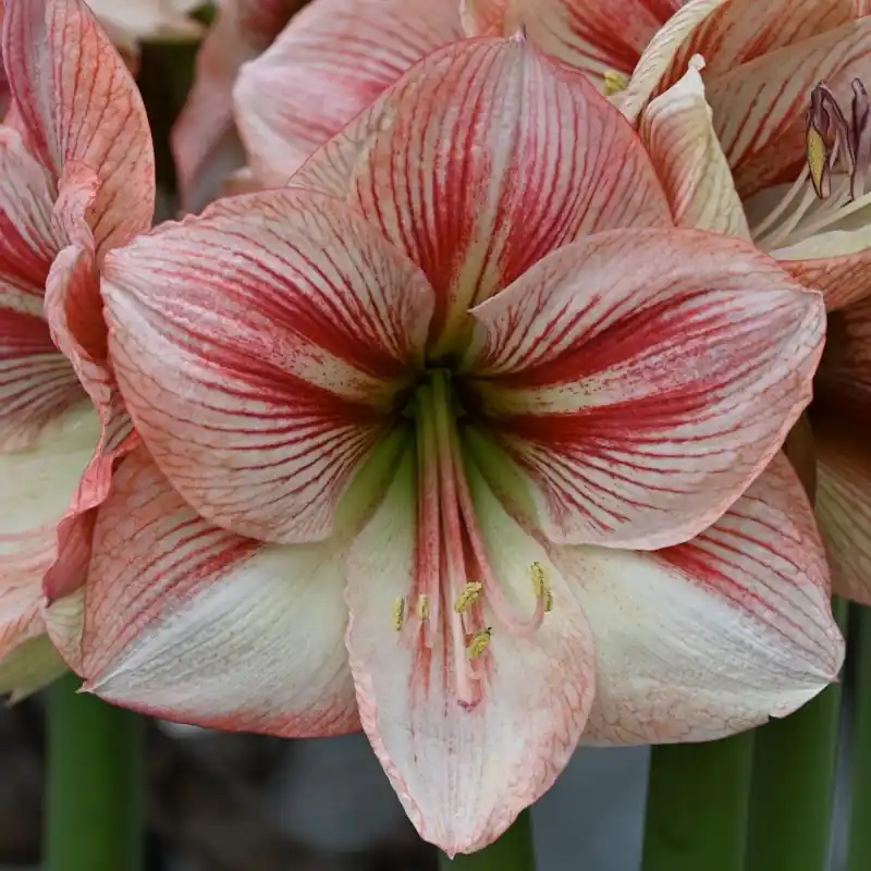 Hippeastrum ‘Provence‘® - Veel voordeel