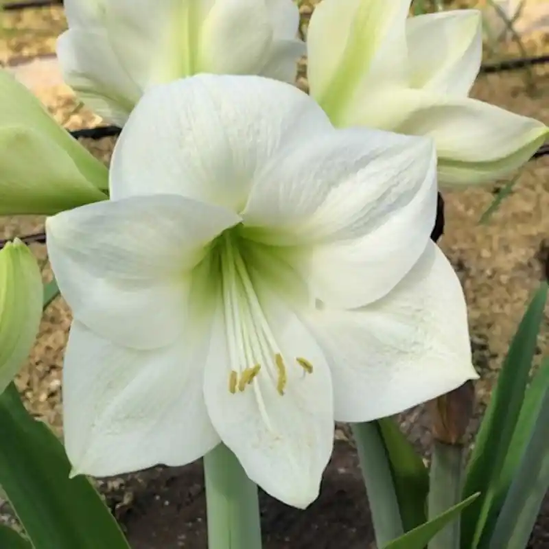 Trending | Hippeastrum ‘Montana‘®