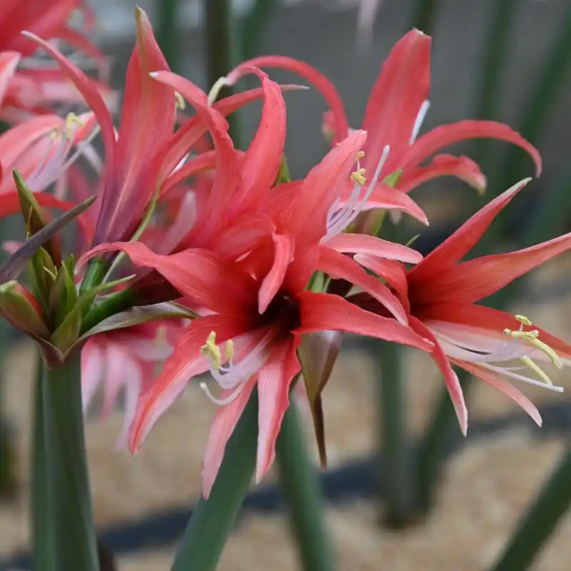 Hippeastrum ‘Pink Cybister‘® | Veel gekozen