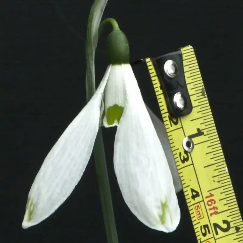Galanthus ‘Chantry Empress‘ - Zeer goed beoordeeld
