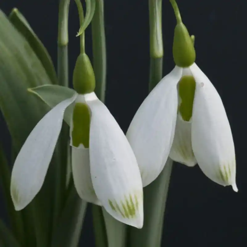 Galanthus ‘Chantry Bonus‘ - Snelle verzending