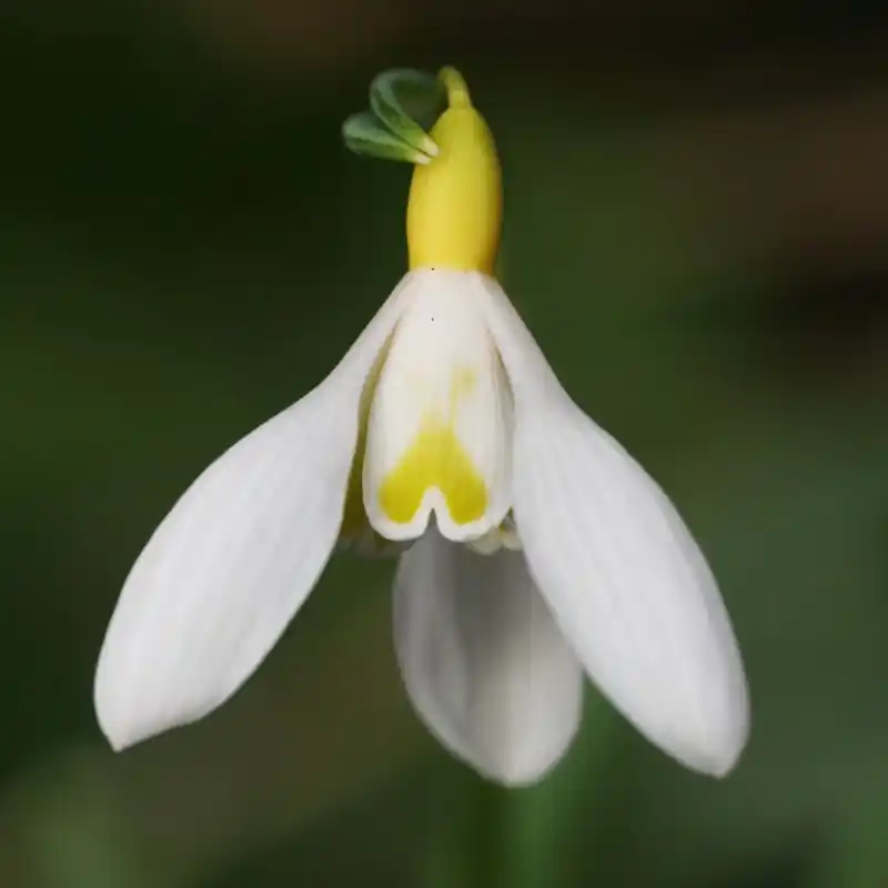 Nieuw binnengekomen | Galanthus ‘Chantry Gold Cross‘