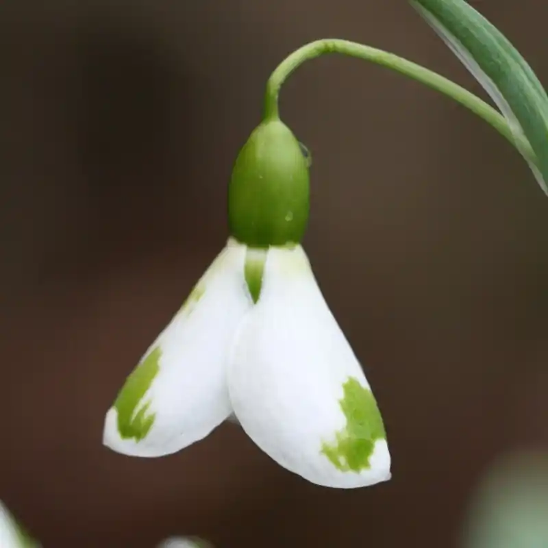 Galanthus ‘Corrin‘ | Alleen deze week