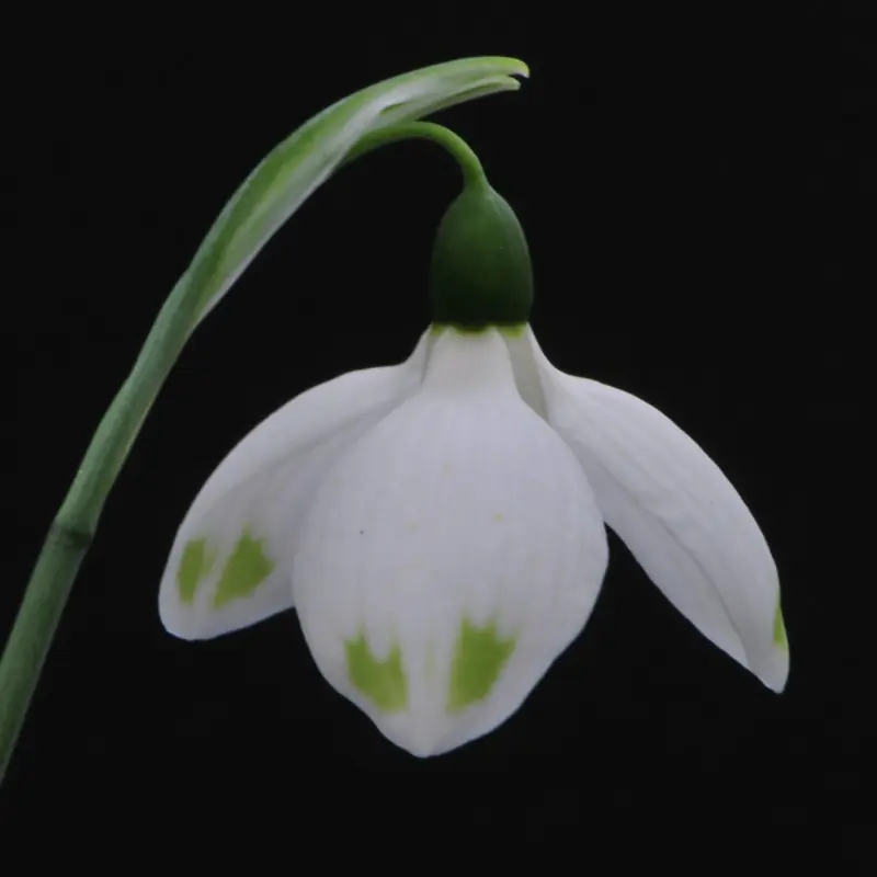 Veel gevraagd | Galanthus ‘Ladybird‘