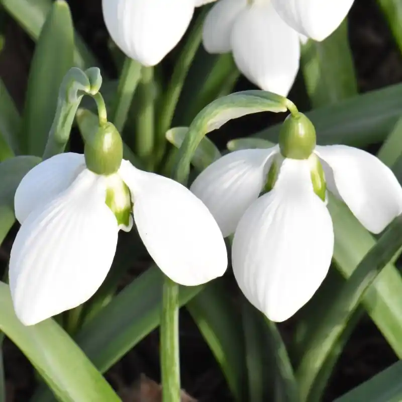 Galanthus ‘Rodmarton Arcturus‘ | Populair