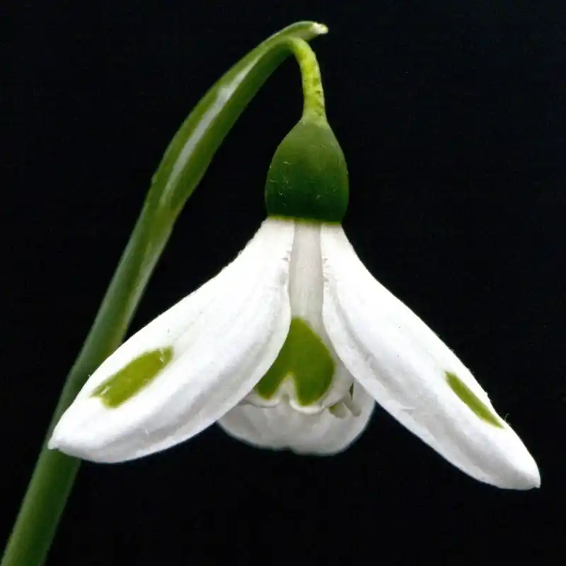 Hoge kwaliteit - Galanthus ‘Smaragdspitter‘