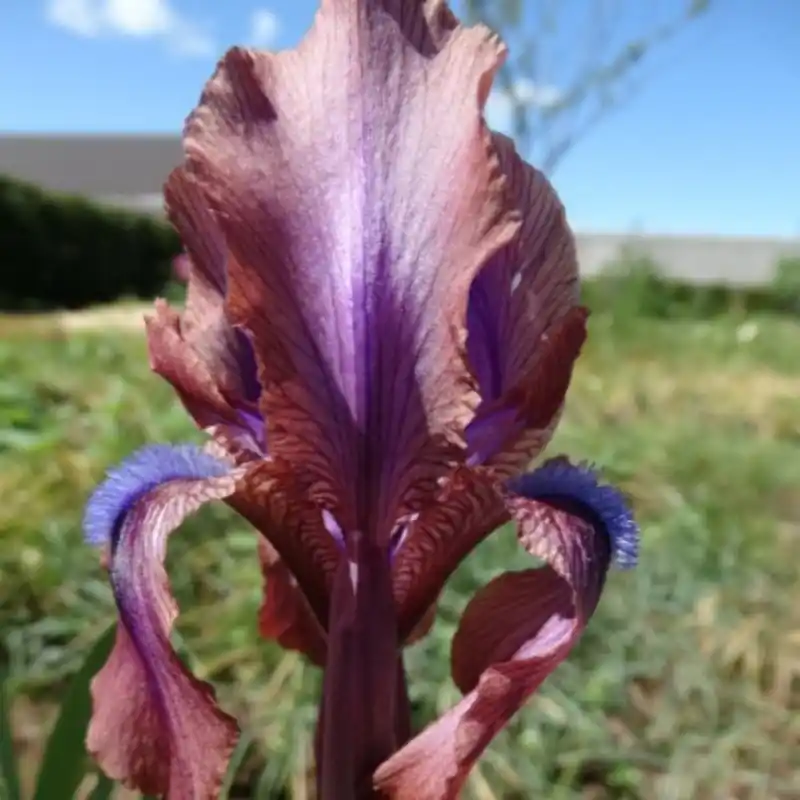 Iris x ‘Vera‘ | Zojuist toegevoegd