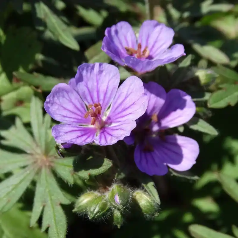 Populair bij klanten | Geranium charlesii var. punctata