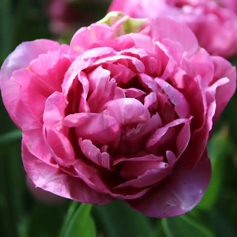 Tulipa ‘Amazing Grace‘® | Lage prijs