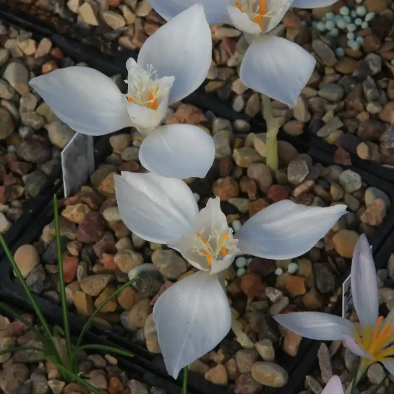 Actie - Crocus banaticus ‘First Snow‘